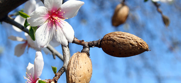 THE HEALTH AND WELLNESS BENEFITS OF ALMONDS