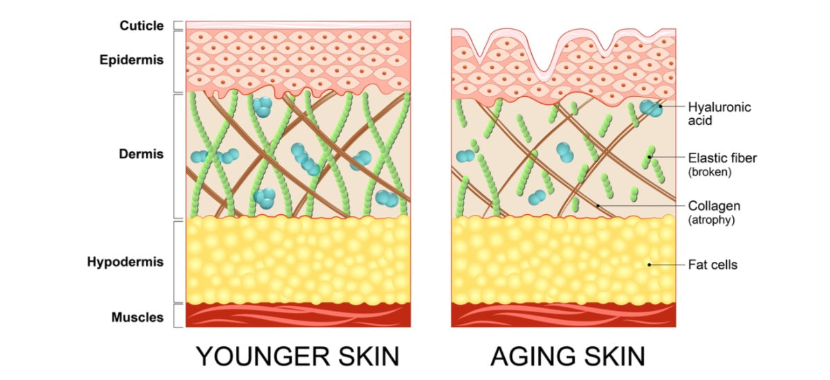WANT FIRM SMOOTH SKIN? HERE'S WHY COLLAGEN IS SO IMPORTANT FOR HEALTHY SKIN