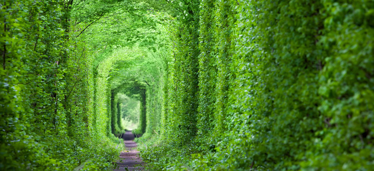 Your Journey to Wellness Starts Within