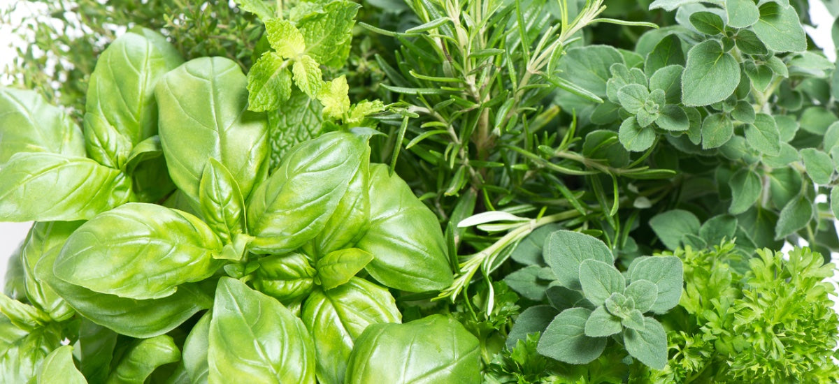 LEARN THE BEST WAY TO STORE HERBS