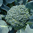 Broccoli (Brassica Olera) seed extract (standardized to 13% glucoraphanin)