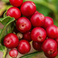 Cranberry (Vaccinium macrocarpon) seed oil 
