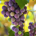 MegaNatural® Grape (Vitis vinifera) seed extract (standardized to 90-95% polyphenols)