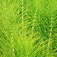 Horsetail (Equistum arvense) leaf powder