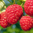 Raspberry (Rubus chingil) fruit powder