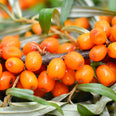 Seabuckthorn (Hippophae rhamnoides) berry oil